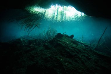 Yucatan Yarımadası, Meksika 'daki Eden Cenote manzarası.