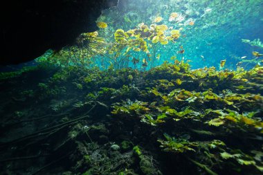 Meksika, Yucatan Yarımadası 'ndaki Nicte Ha Cenote' de bir nilüfer ve su çiçeği sualtı manzarası.