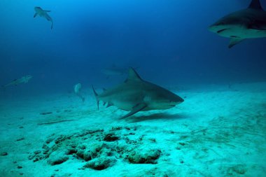 Meksika 'daki Yucatan Yarımadası' ndaki Playa del Carmen kıyısında Karayip Denizi 'nde pilot balıklı bir boğa köpekbalığı.