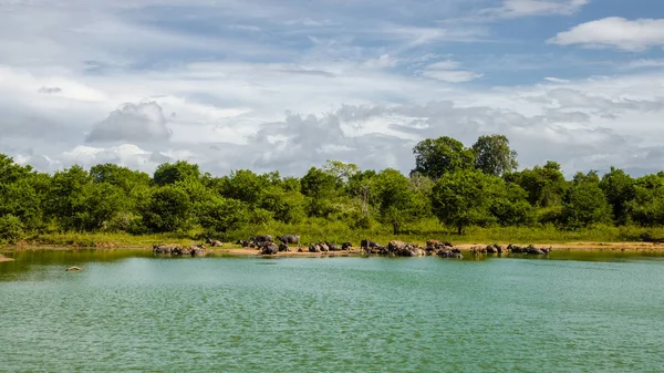 Udawalawe Nationalpark Büffel — Stockfoto