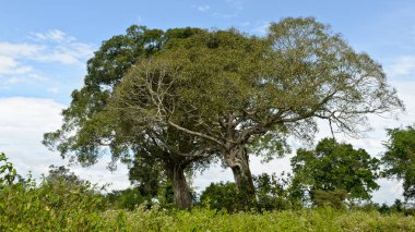 Udawalawe Milli Parkı