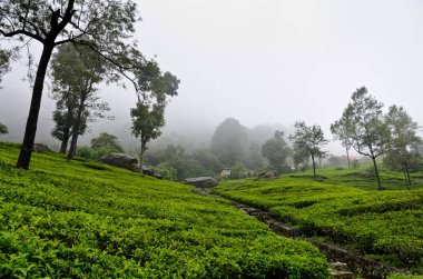 Nuwara Eliya, Sri Lanka - 4 Temmuz 2018: Damro çay tarlaları 