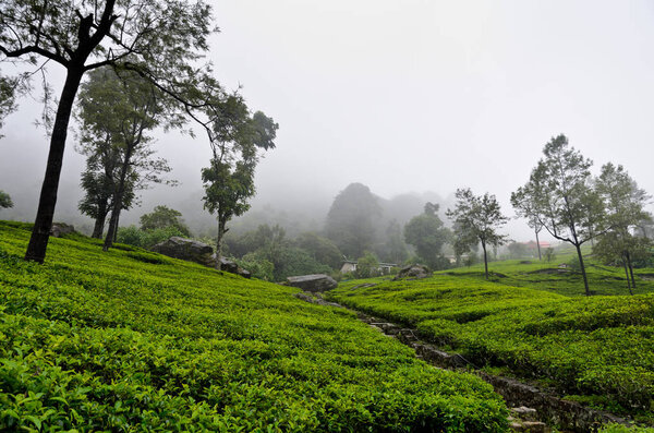 Нувара Элия, Шри-Ланка - 4 июля 2018 года: чайные плантации Дамро
 