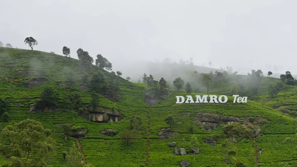 Nuwara Eliya Sri Lanka Julio 2018 Plantaciones Damro — Foto de Stock