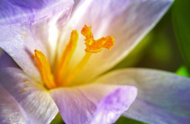Crocus blossom with green blured background, macro photo clipart