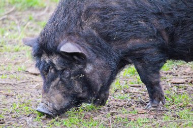 Aile içi siyah büyük domuz, kapatmak yukarıya fotoğraf