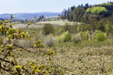 Kiraz ağacı çiçeği meyve ağaçları, Çek manzara ile