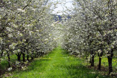 Kiraz ağacı çiçeği orchard çim yolu, Çek manzara ile