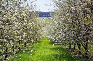 Kiraz ağacı çiçeği orchard ile orman, Çek manzara