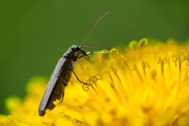 Küçük hata, makro fotoğraf ile sarı Karahindiba çiçeği