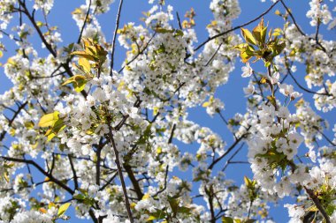 Kiraz ağacı taç mavi gökyüzü ile detay