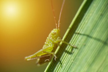 Küçük çekirge sit kök çimen, sarı gradyan ile makro fotoğraf üzerinde