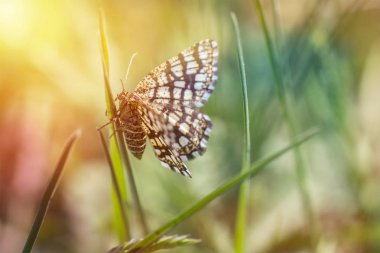 Çimenlerin üzerinde renkli fotoğraf oturan güzel kelebek