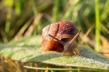 Küçük salyangoz yeşil yaprak, makro fotoğraf üzerinde