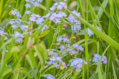 Çim, makro fotoğraf güzel unutma