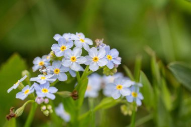 Çim, makro fotoğraf mavi unutma detay