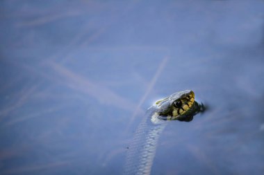 Çim yılan, su almak--dan natrix natrix baş