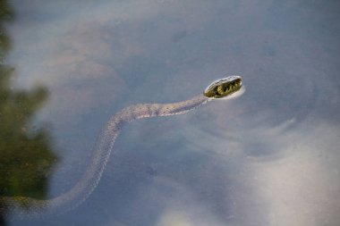 Çim yılanı, natrix natrix gölette yüzer