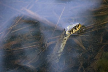 Çim yılan, su birikintisi arıyorum natrix natrix