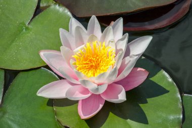 Nilüfer yaprağı küçük gölet üzerinde pembe çiçeği