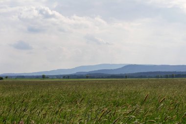 Çayır ile bahar çiçek, tepe. Çek manzara