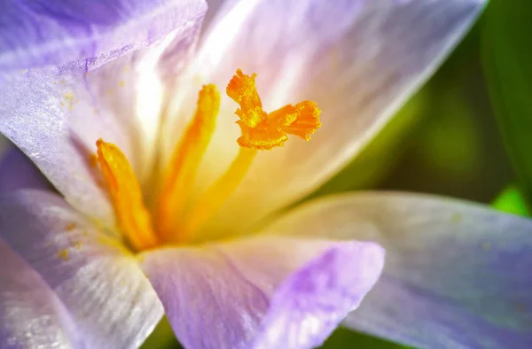 Crocus Flor Com Fundo Verde Azulado Foto Macro — Fotografia de Stock