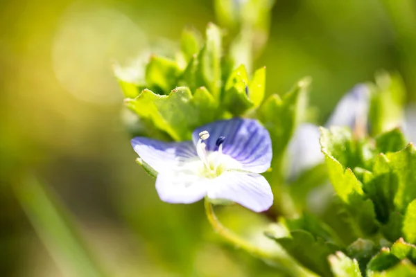 Germander Speedwell Veronica Chamaedrys Macro Foto Con Fondo Borroso —  Fotos de Stock