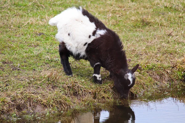 Inhemska Svartvita Geten Unge Dricka Vatten — Stockfoto