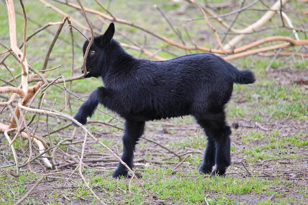 Små Svarta Inhemska Geten Unge Lek Med Trädstam — Stockfoto