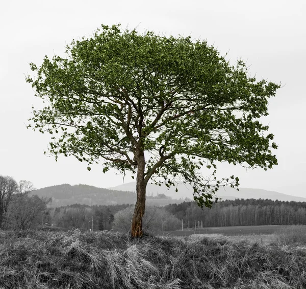 Farbiger Baum Auf Grauem Land Isoliert Auf Weißem Raum Tschechische — Stockfoto