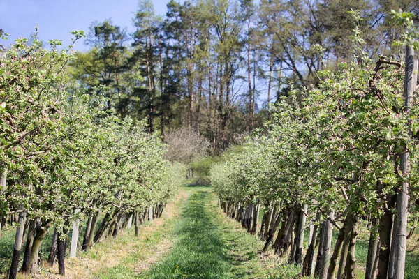 Verger Pommiers Avec Sentier Gazonné Paysage Tchèque — Photo