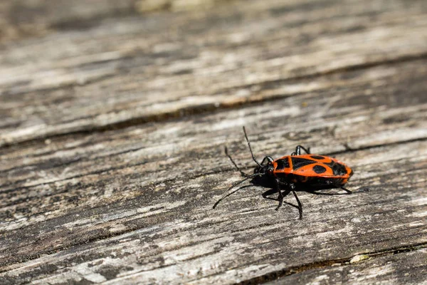 Firebug Pyrrhocoris Apterus Sobre Madera Macro Foto — Foto de Stock