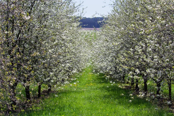 Cseresznyefa Virágzik Orchard Távoli Cseh Tájképfotózás — Stock Fotó