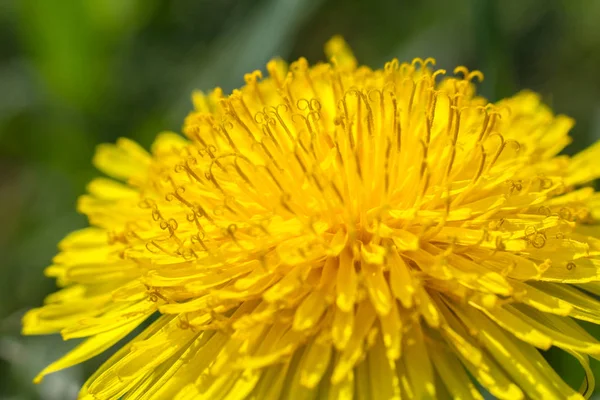 黄色のタンポポ花 Blured マクロ写真 — ストック写真