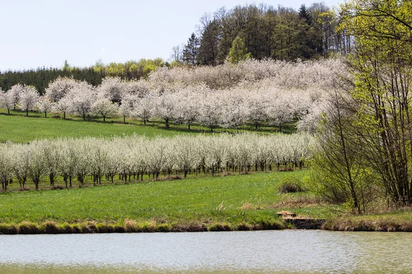 チェコの風景と桜の木の果樹園 — ストック写真
