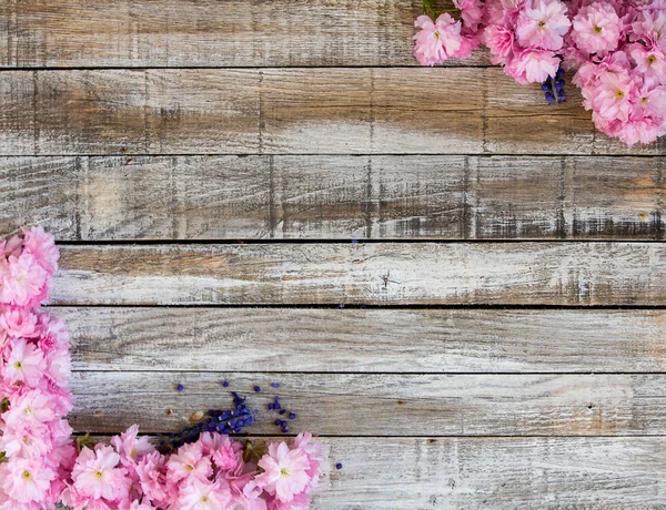 Red cherry blossom with two grape hyacinth on wood to frame