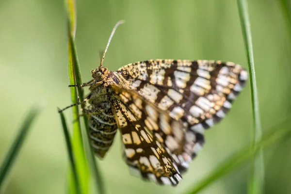 Pěkný Malý Motýl Sedí Trávě Blured Pozadím — Stock fotografie