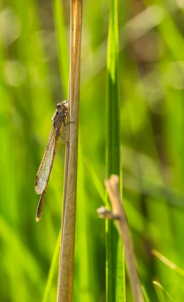 Kleine Libelle Auf Gras Mit Blauem Hintergrund — Stockfoto