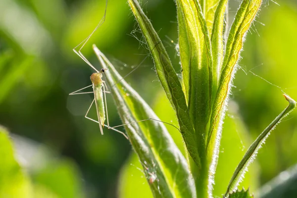Small Green Fly Insect Sitting Grass Close Photo — Stock Photo, Image