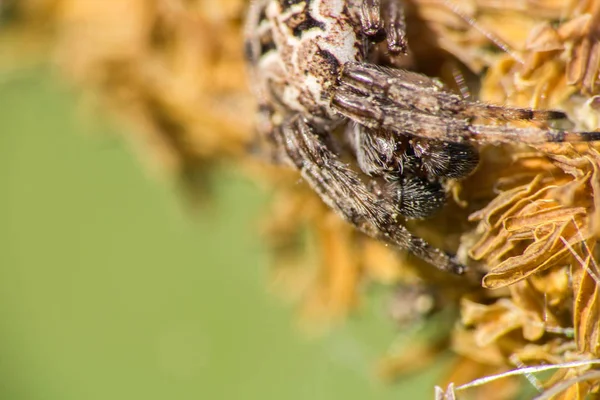 Pequeña Araña Sentada Sobre Hierba Con Fondo Borroso —  Fotos de Stock