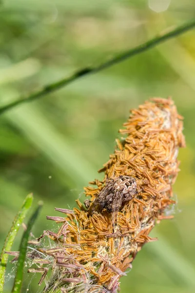 Pequena Aranha Sentar Grama Com Fundo Azul — Fotografia de Stock