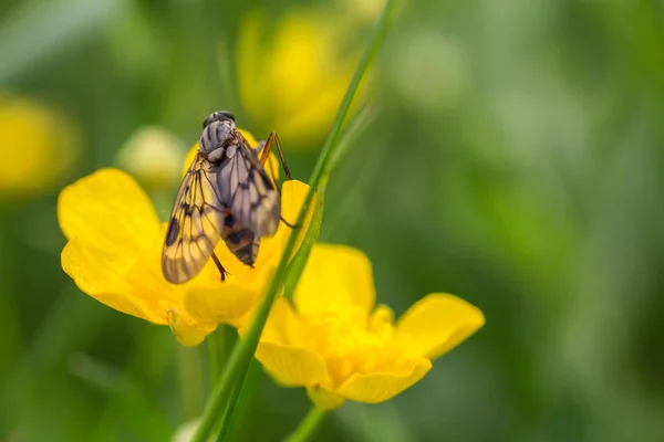 小さな黄色い草原の花マクロ写真に飛ぶ — ストック写真
