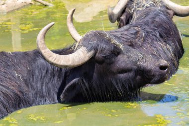 İki büyük Bubalus arnee su, kapatmak yukarıya fotoğraf