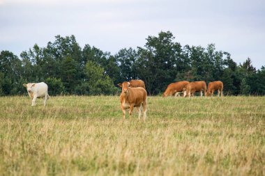 Herd of cow standing on grass and blue sky clipart