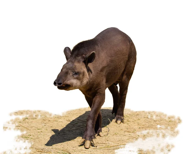 Beyaz Arka Plan Üzerinde Izole Güney Amerika Tapiri — Stok fotoğraf