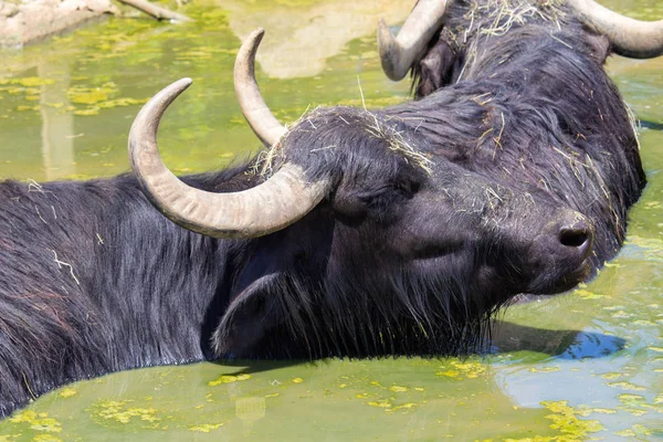 Twee Grote Bubalus Arnee Water Close Foto — Stockfoto