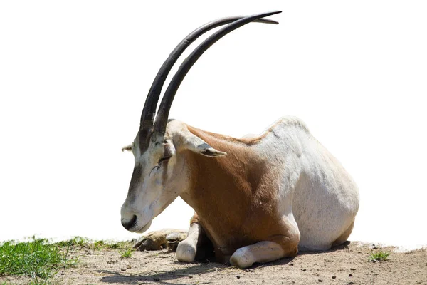 Scimitar Oryx Liggande Gräset Mals Isolerade Vit Bakgrund — Stockfoto