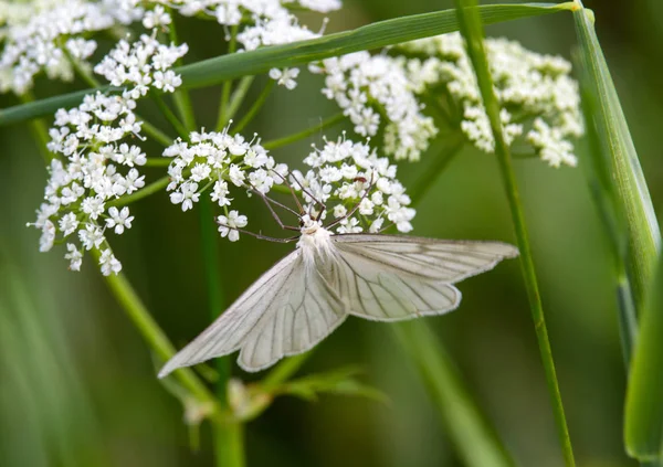 花の花の素敵な大きな白い蝶 — ストック写真