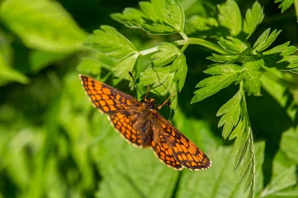 Szép Nagy Narancssárga Butterfly Zöld Levél — Stock Fotó