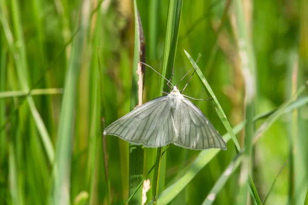 Ładny Biały Motyl Zielonej Trawie Zdjęcie Makro — Zdjęcie stockowe